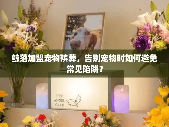 鲸落加盟宠物殡葬，告别宠物时如何避免常见陷阱？