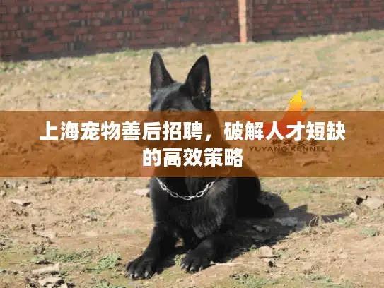 上海宠物善后招聘，破解人才短缺的高效策略
