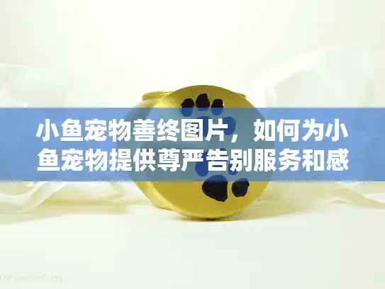 小鱼宠物善终图片，如何为小鱼宠物提供尊严告别服务和感人照片？