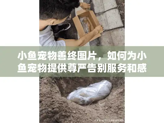 小鱼宠物善终图片，如何为小鱼宠物提供尊严告别服务和感人照片？