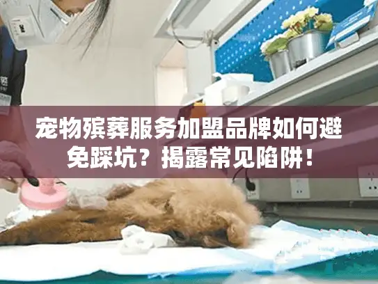 宠物殡葬服务加盟品牌如何避免踩坑？揭露常见陷阱！
