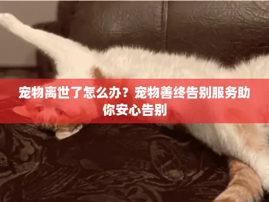 宠物离世了怎么办？宠物善终告别服务助你安心告别