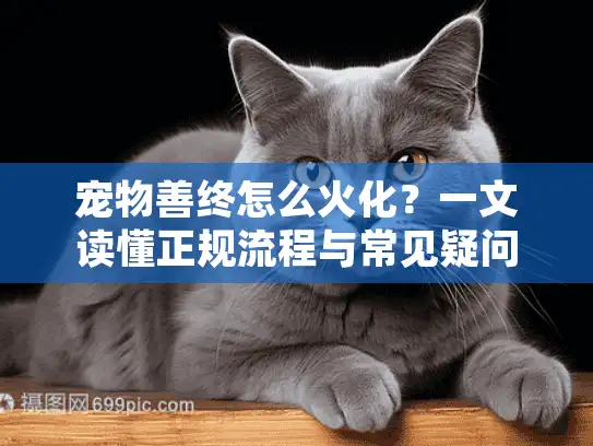 宠物善终怎么火化？一文读懂正规流程与常见疑问