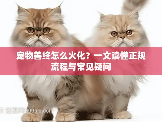 宠物善终怎么火化？一文读懂正规流程与常见疑问