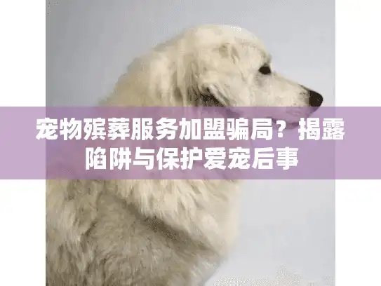 宠物殡葬服务加盟骗局？揭露陷阱与保护爱宠后事