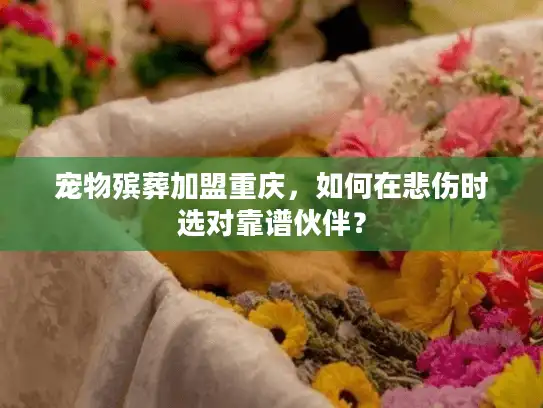 宠物殡葬加盟重庆，如何在悲伤时选对靠谱伙伴？