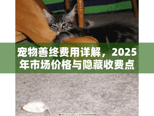 宠物善终费用详解，2025年市场价格与隐藏收费点全解析