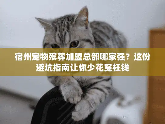 宿州宠物殡葬加盟总部哪家强？这份避坑指南让你少花冤枉钱