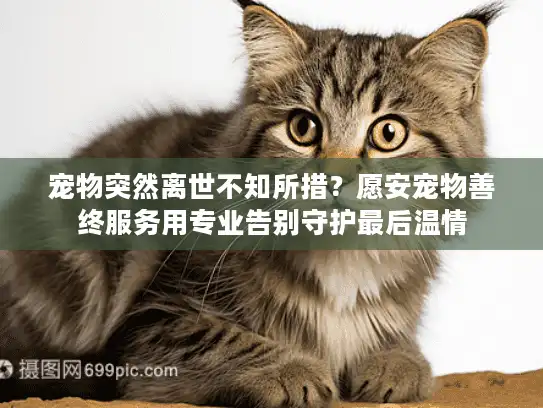 宠物突然离世不知所措？愿安宠物善终服务用专业告别守护最后温情