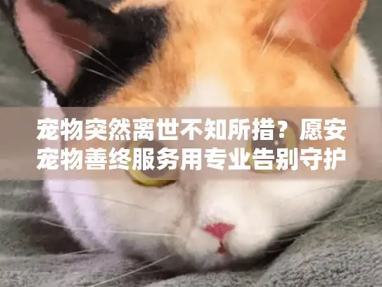 宠物突然离世不知所措？愿安宠物善终服务用专业告别守护最后温情