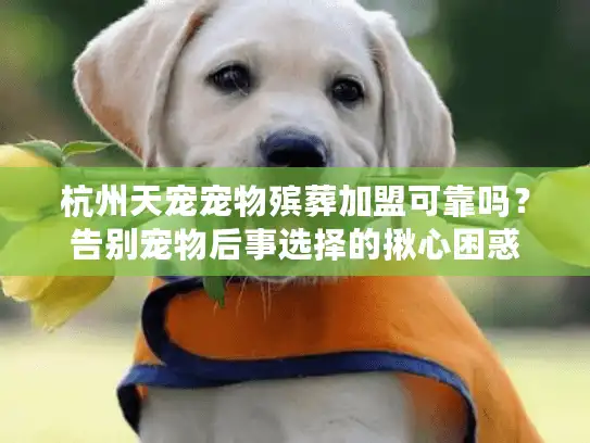 杭州天宠宠物殡葬加盟可靠吗？告别宠物后事选择的揪心困惑