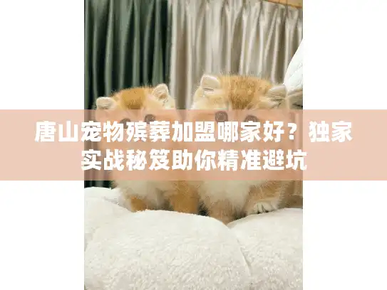 唐山宠物殡葬加盟哪家好？独家实战秘笈助你精准避坑
