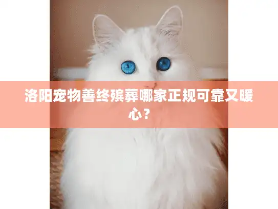 洛阳宠物善终殡葬哪家正规可靠又暖心？
