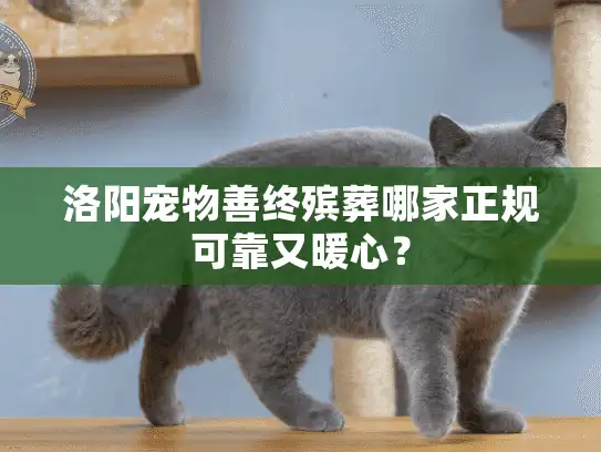 洛阳宠物善终殡葬哪家正规可靠又暖心？