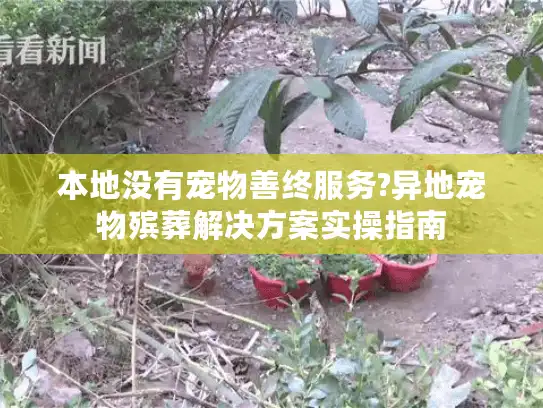 本地没有宠物善终服务?异地宠物殡葬解决方案实操指南