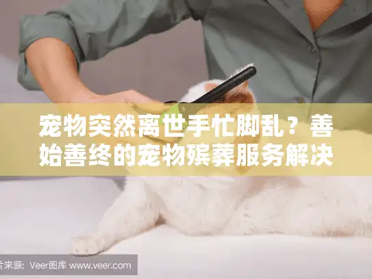 宠物突然离世手忙脚乱？善始善终的宠物殡葬服务解决五大难题