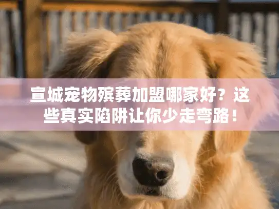 宣城宠物殡葬加盟哪家好？这些真实陷阱让你少走弯路！