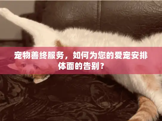 宠物善终服务，如何为您的爱宠安排体面的告别？
