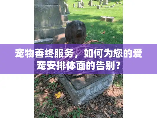宠物善终服务，如何为您的爱宠安排体面的告别？