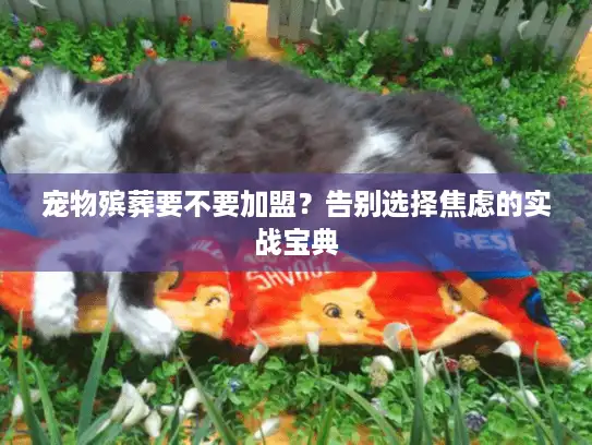宠物殡葬要不要加盟？告别选择焦虑的实战宝典