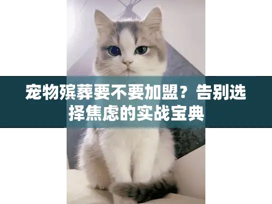 宠物殡葬要不要加盟？告别选择焦虑的实战宝典