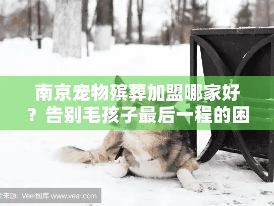 南京宠物殡葬加盟哪家好？告别毛孩子最后一程的困惑解疑