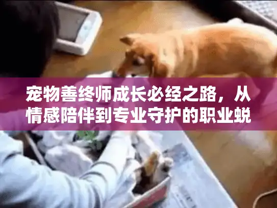 宠物善终师成长必经之路，从情感陪伴到专业守护的职业蜕变