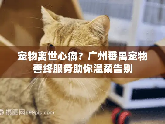 宠物离世心痛？广州番禺宠物善终服务助你温柔告别