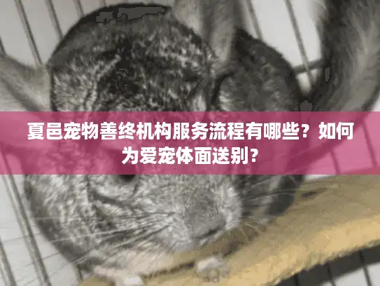 夏邑宠物善终机构服务流程有哪些？如何为爱宠体面送别？