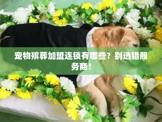 宠物殡葬加盟连锁有哪些？别选错服务商！