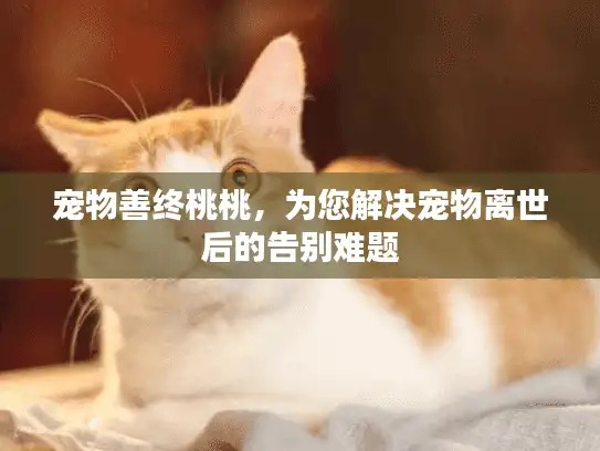 宠物善终桃桃，为您解决宠物离世后的告别难题