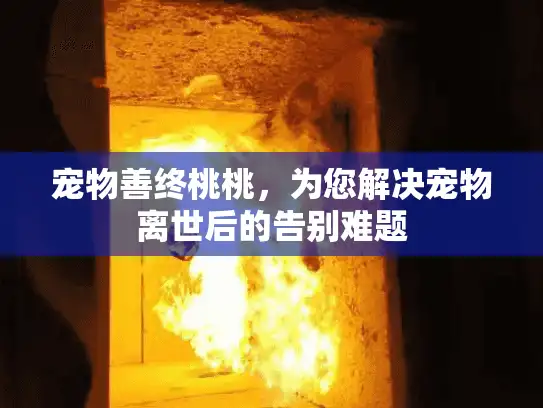 宠物善终桃桃，为您解决宠物离世后的告别难题