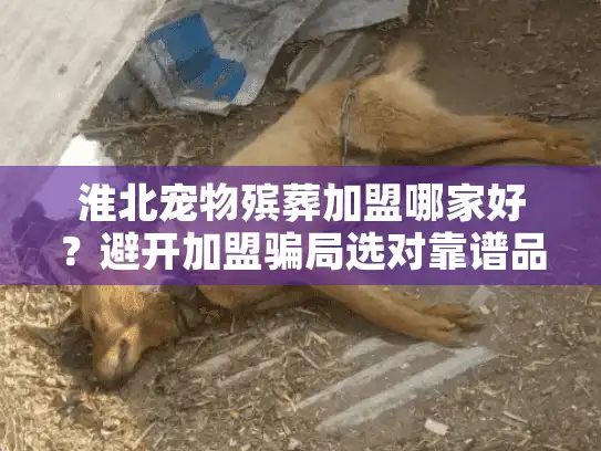 淮北宠物殡葬加盟哪家好？避开加盟骗局选对靠谱品牌的方法