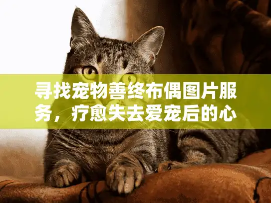 寻找宠物善终布偶图片服务，疗愈失去爱宠后的心灵创伤