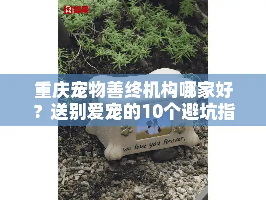 重庆宠物善终机构哪家好？送别爱宠的10个避坑指南