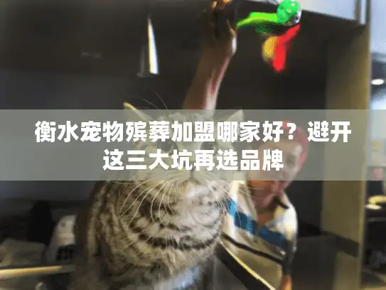 衡水宠物殡葬加盟哪家好？避开这三大坑再选品牌