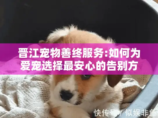 晋江宠物善终服务:如何为爱宠选择最安心的告别方式?