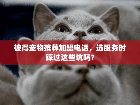 彼得宠物殡葬加盟电话，选服务时踩过这些坑吗？