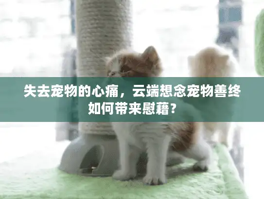 失去宠物的心痛，云端想念宠物善终如何带来慰藉？