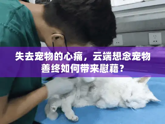 失去宠物的心痛，云端想念宠物善终如何带来慰藉？