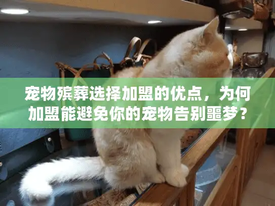 宠物殡葬选择加盟的优点，为何加盟能避免你的宠物告别噩梦？