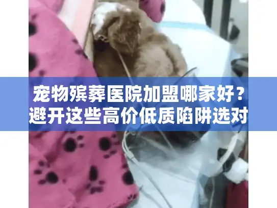 宠物殡葬医院加盟哪家好？避开这些高价低质陷阱选对靠谱伙伴