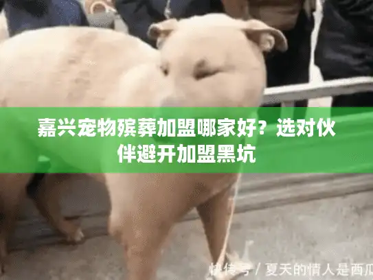 嘉兴宠物殡葬加盟哪家好？选对伙伴避开加盟黑坑