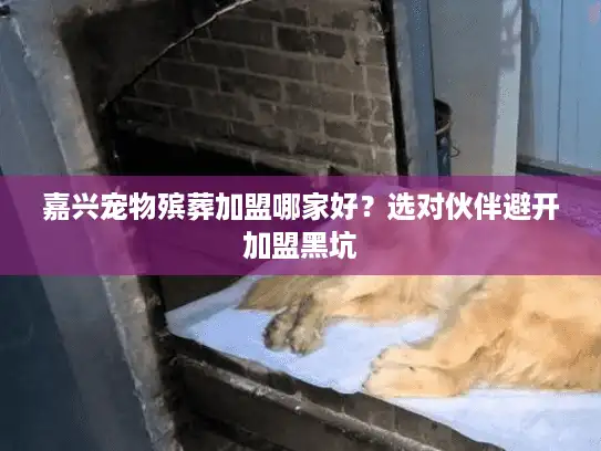 嘉兴宠物殡葬加盟哪家好？选对伙伴避开加盟黑坑