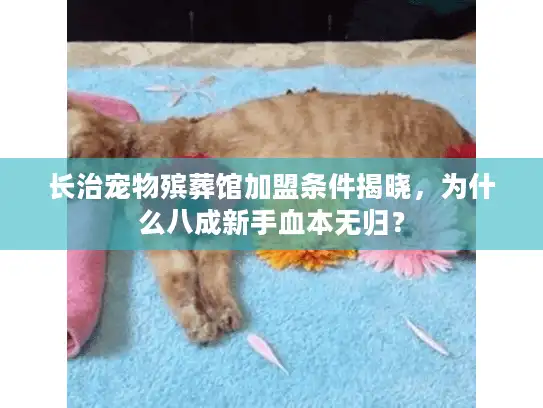 长治宠物殡葬馆加盟条件揭晓，为什么八成新手血本无归？