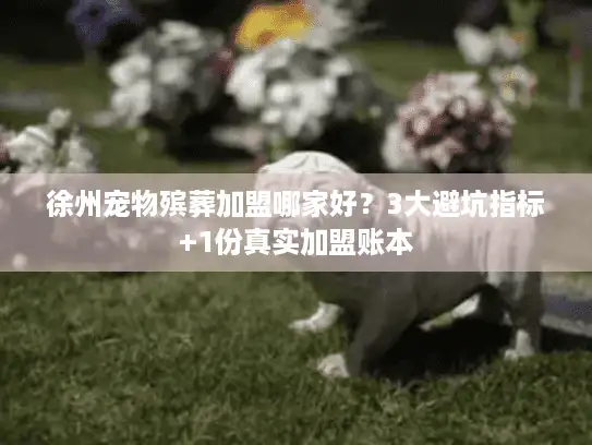 徐州宠物殡葬加盟哪家好？3大避坑指标+1份真实加盟账本