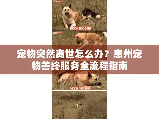 宠物突然离世怎么办？惠州宠物善终服务全流程指南