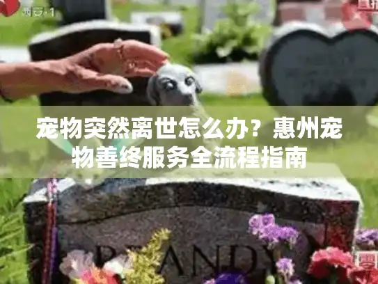宠物突然离世怎么办？惠州宠物善终服务全流程指南