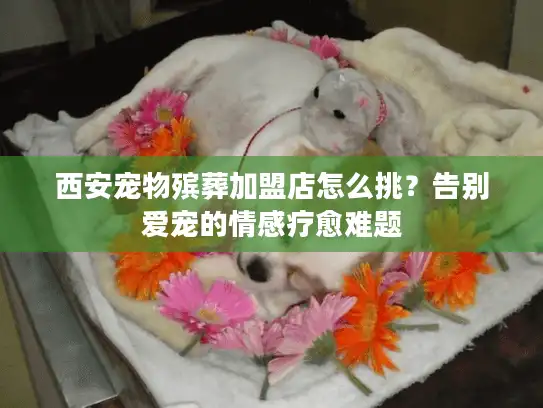 西安宠物殡葬加盟店怎么挑？告别爱宠的情感疗愈难题