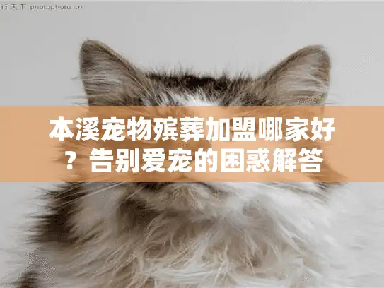 本溪宠物殡葬加盟哪家好？告别爱宠的困惑解答